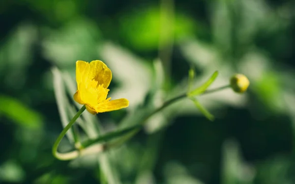 Small flower yellow buttercup in the foreground — Stock Photo, Image