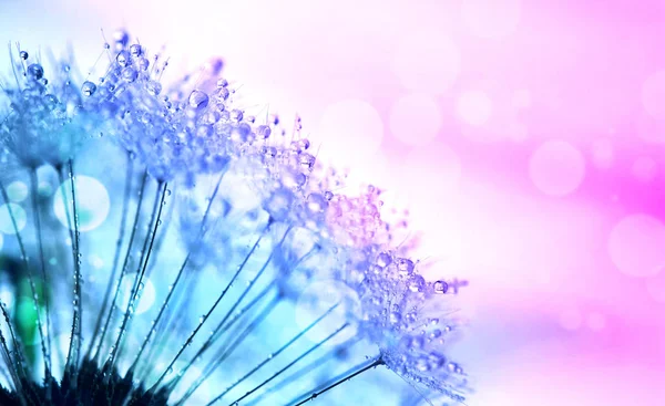Abstract background with dandelion blowing in dew drops — Stock Photo, Image