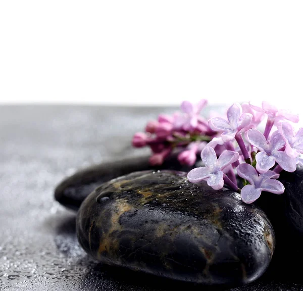 Flores lilás violeta em pedras de spa em gotas de água — Fotografia de Stock