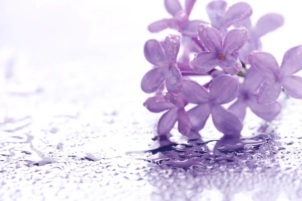 Flores lilás roxo em gotas de água — Fotografia de Stock
