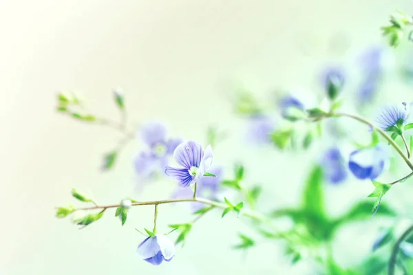 Mało delikatny speedwell Perski niebieski kwiaty, makro obraz — Zdjęcie stockowe