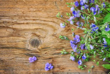 Küçük hassas mavi çiçekler Veronica Farsça, ahşap tablo