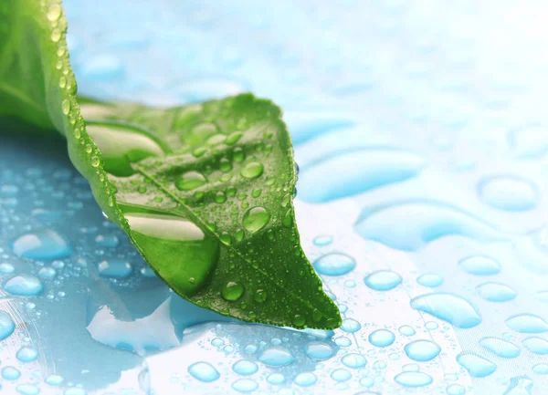 Hoja verde húmeda en gotas de agua en la superficie azul — Foto de Stock