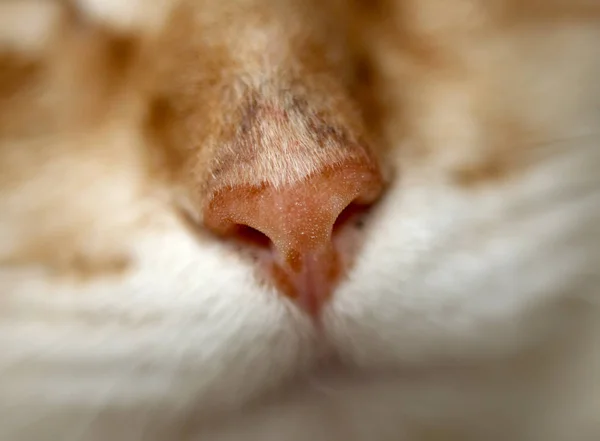 Nos czerwony kot, Fotografia makro, Selektywny fokus — Zdjęcie stockowe