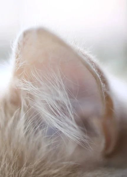 생강 고양이, 선택적 초점의 귀 — 스톡 사진