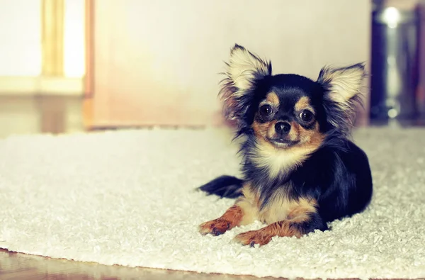 Chihuahua puppy indoors — Stock Photo, Image