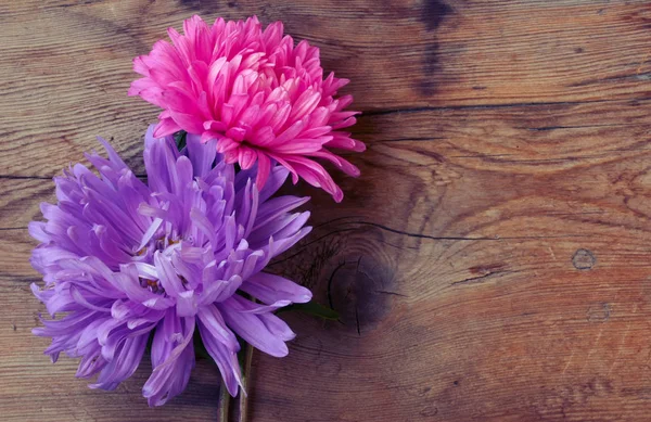 Twee aster bloem, roze en paars — Stockfoto