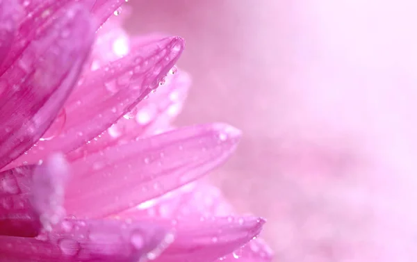 Aster petal in water drops — Stock Photo, Image