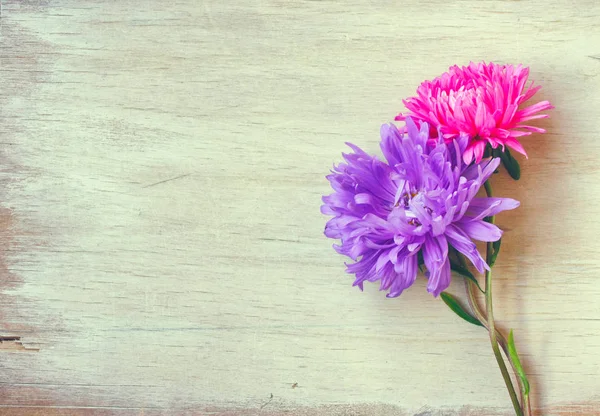 Dos flor de aster, rosa y púrpura —  Fotos de Stock