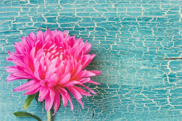 Roze aster bloem op turquoise houten plank — Stockfoto