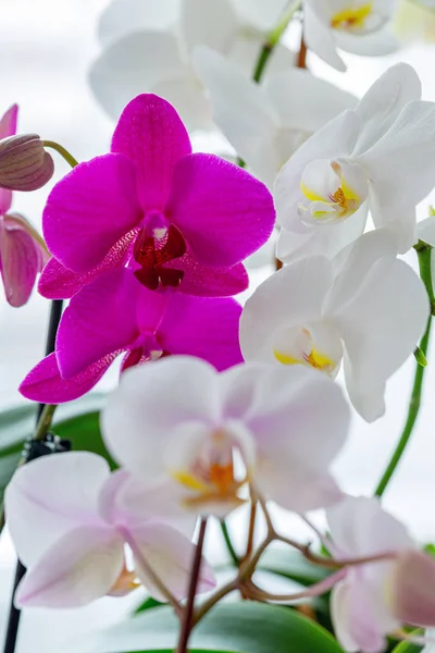 Fragment of a mini garden on the windowsill. White and pink orchids close-up, selective focus. Home floriculture. — Stock Image Fragment Mini Garden Windowsill White Pink Orchids Close Selective Focus Royalty Free Stock Images
