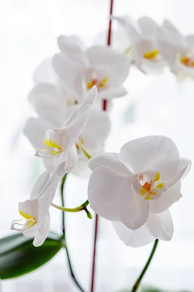 Blooming white orchids close-up, selective focus. Home floriculture. Fragment of a mini-garden on the windowsill. — Stock Image Blooming White Orchids Close Selective Focus Home Floriculture Fragment Mini Stock Photo