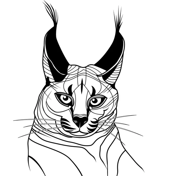 Cat caracal kitten wild animal sketch tattoo vector — Stock Vector