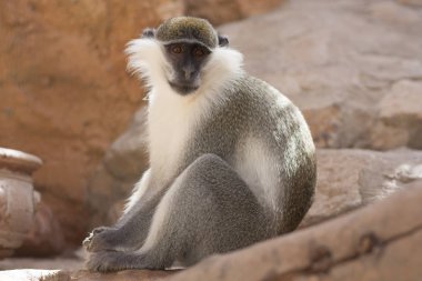 Onların doğal habitat fotoğraftaki yeşil maymun hayvan. Afrika. Kenya.