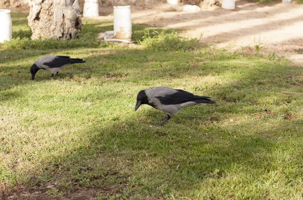 Corvo de transporte, Corvus corone, pássaro na foto de grama — Fotografia de Stock