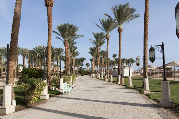 An oasis of palm trees and greenery photo. Embankment along the beach in Makadi, Egypt — Stock Photo, Image