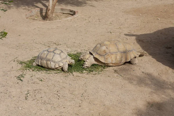 Sköldpaddorna Sunning foto — Stockfoto