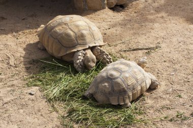 Fotoğraf Sunning kaplumbağalar