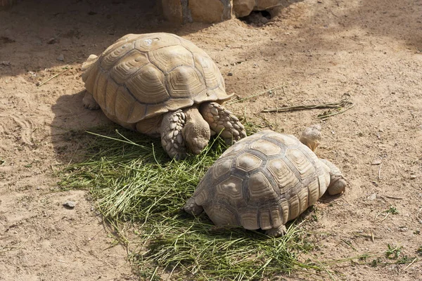 Turtles Sunning photo — Stock Photo, Image