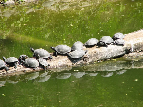 Skildpadder Sunning foto - Stock-foto