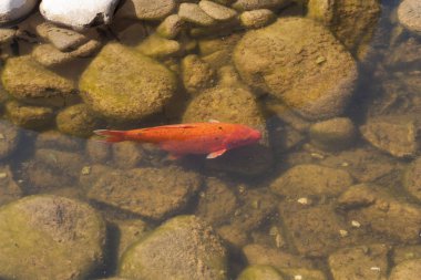 Koi sazan Balık yüzme Japon (Cyprinus carpio) güzel renk varyasyonları doğal organik fotoğraf