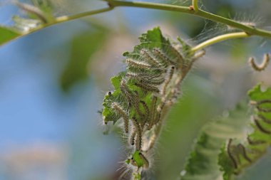 Group moth caterpillars  clipart