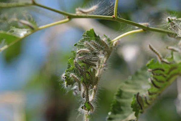 Zararlıları yeşillik yemek
