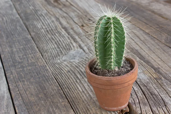 Cactussen cactus plant in pot op houten achtergrond — Stockfoto