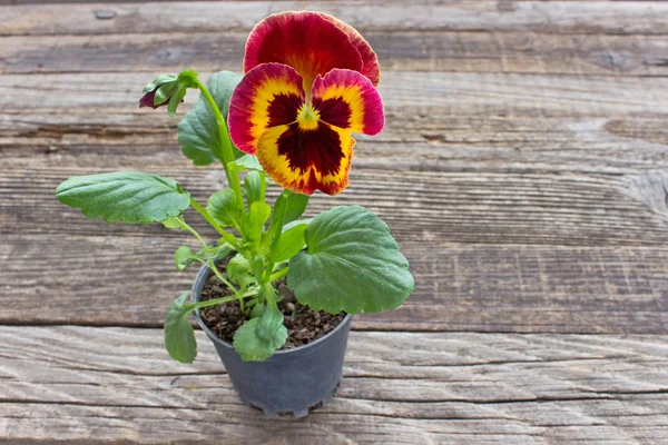 Viola pansy fiore giallo rosso su sfondo di legno — Foto Stock