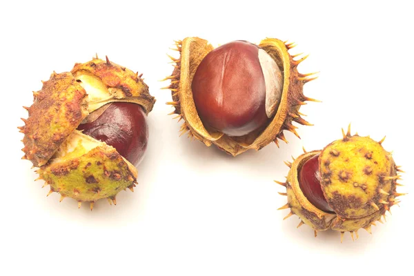 Chestnut berries isolated on white — Stock Photo, Image