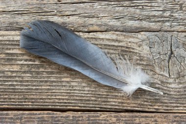 Ahşap arka plan üzerinde siyah tüy