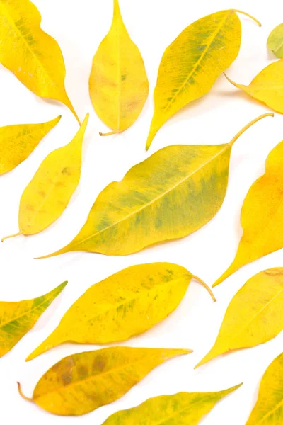 Folhas de outono amarelas no branco como fundo — Fotografia de Stock