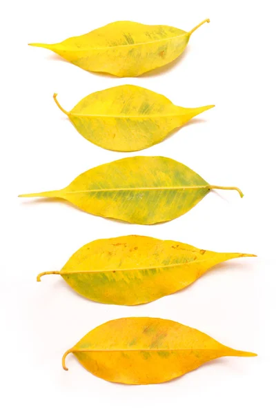 Gele herfstbladeren geïsoleerd op wit — Stockfoto