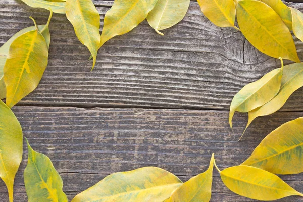 Amarelo outono folhas quadro no fundo de madeira — Fotografia de Stock