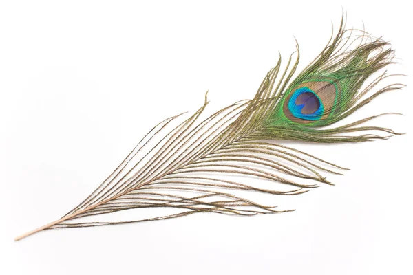 Peacock feather isolated on white — Stock Photo, Image