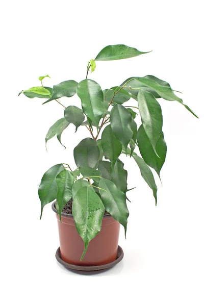 Ficus benjamin in pot isolated on white — Stock Photo, Image