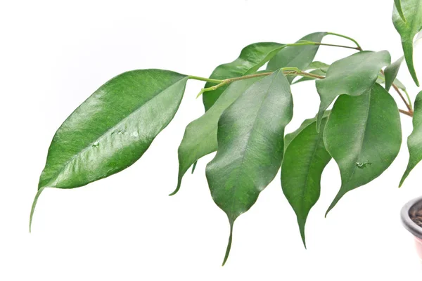 Ficus banjamin blad close-up op wit — Stockfoto