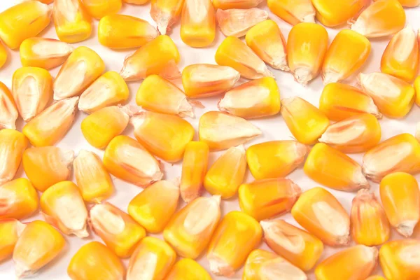 Hybridní kukuřice osivo hromadu jako pozadí — Stock fotografie