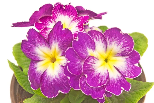 Primel lila Blüte Nahaufnahme auf weiß — Stockfoto