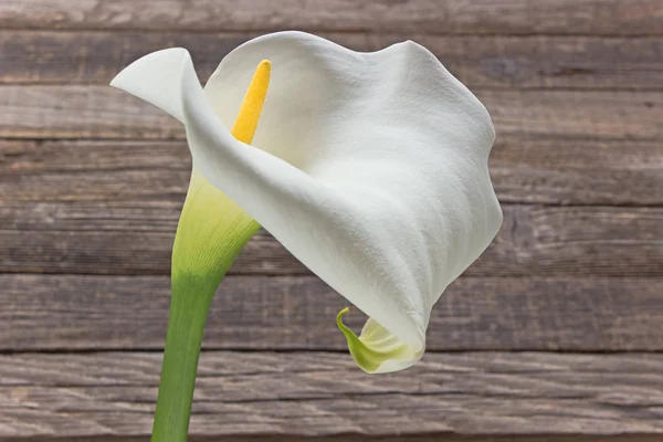 Λουλούδι Calla lilly (Zantedeschia), στο ξύλινο υπόβαθρο — Φωτογραφία Αρχείου