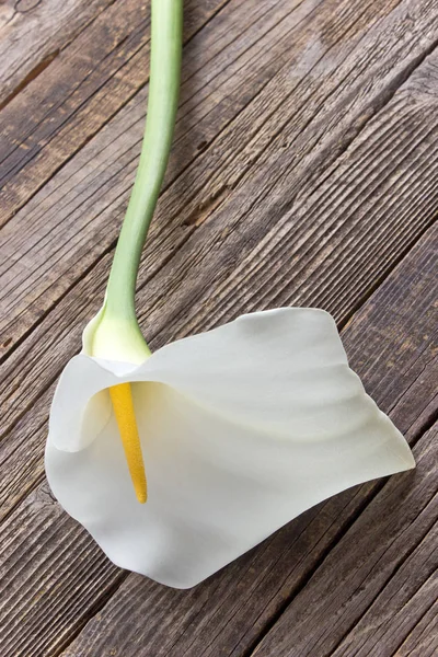 Calla lilly flor (Zantedeschia) em fundo de madeira — Fotografia de Stock