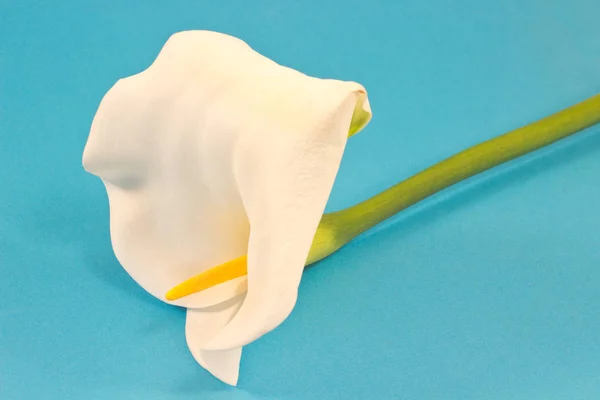 Calla fleur de lys (Zantedeschia) isolé sur bleu — Photo