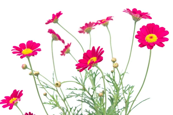 Beyaz arka plan üzerinde izole kırmızı papatya çiçeği — Stok fotoğraf