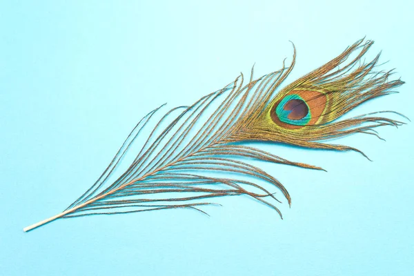 Peacock Feather geïsoleerd op blauwe achtergrond — Stockfoto