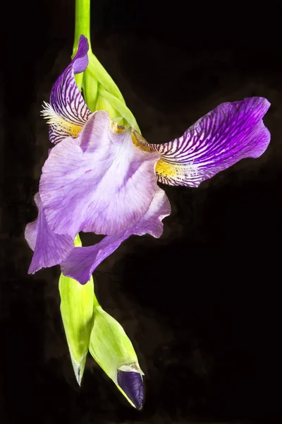 Flor da íris isolada sobre fundo preto — Fotografia de Stock