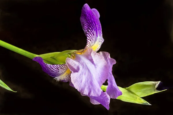 Iris flower isolated on black background — Stock Photo, Image
