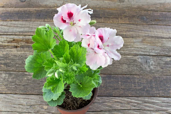 Englische Geranienblume im Topf auf Holzgrund — Stockfoto