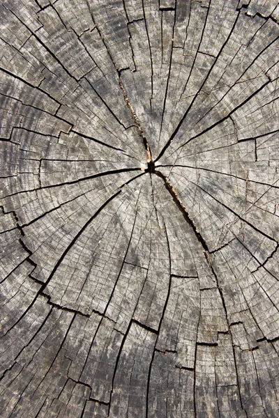 Antigua textura de tronco seco como fondo —  Fotos de Stock