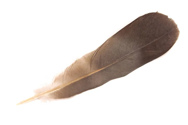 Feather isolerad på vit bakgrund — Stockfoto