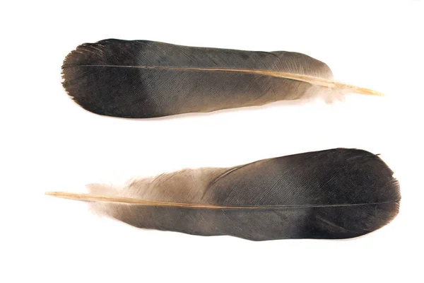 Feathers isolated on white background — Stock Photo, Image